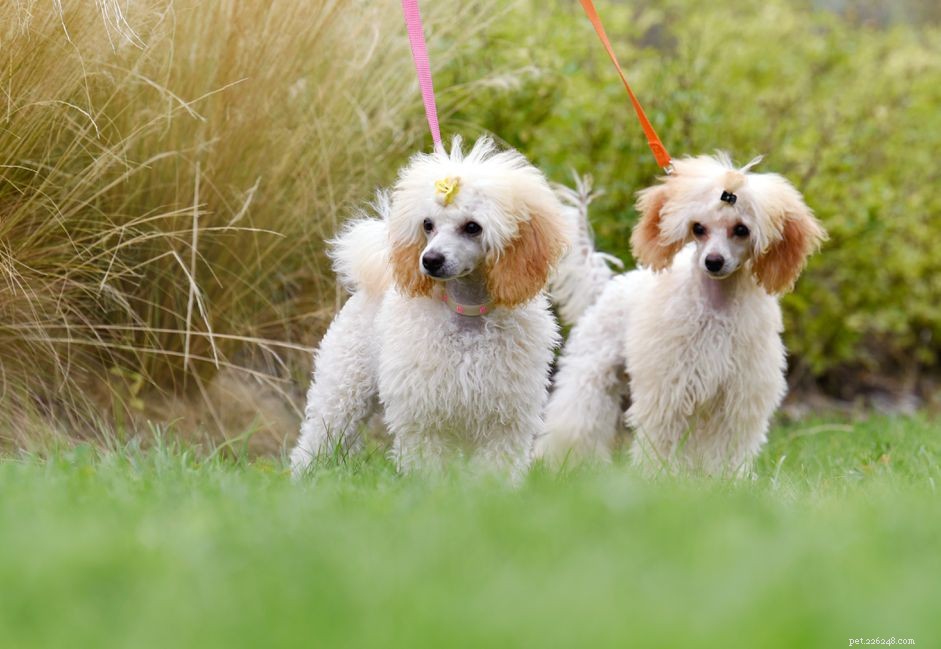 13 roztomilých psích plemen s kudrnatými vlasy