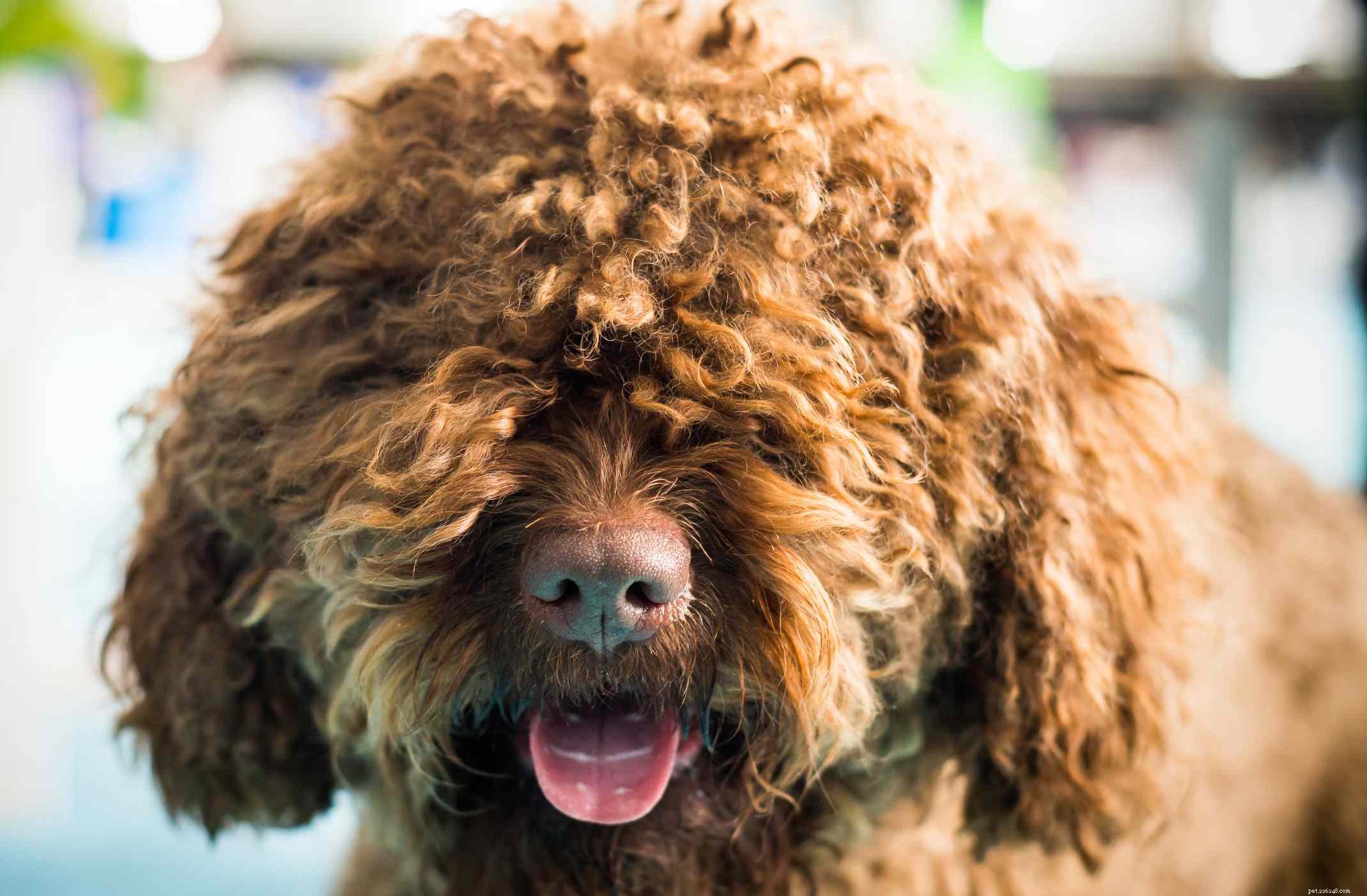 13 raças de cães bonitos com cabelo encaracolado