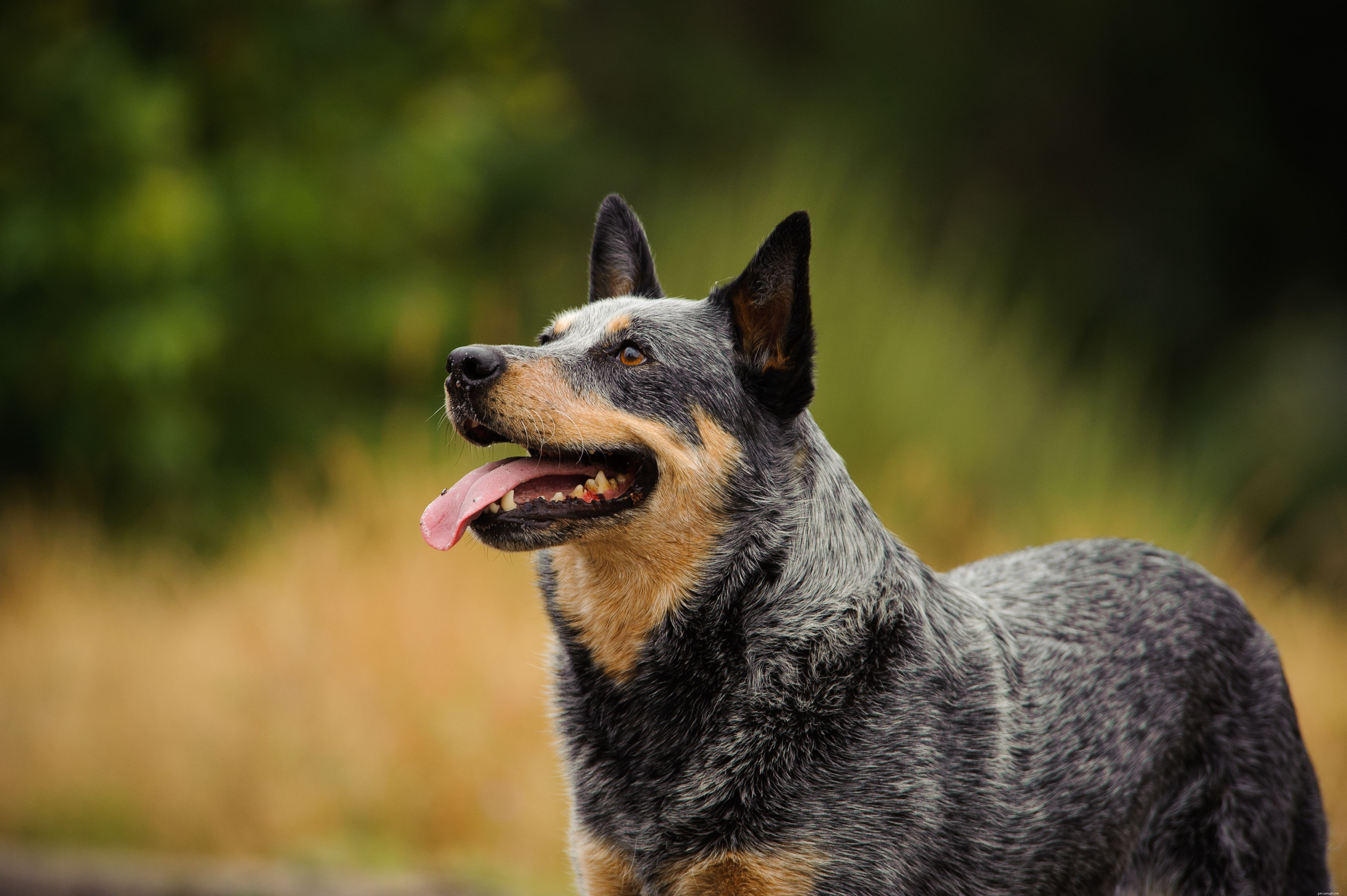 20 популярных пород собак среднего размера