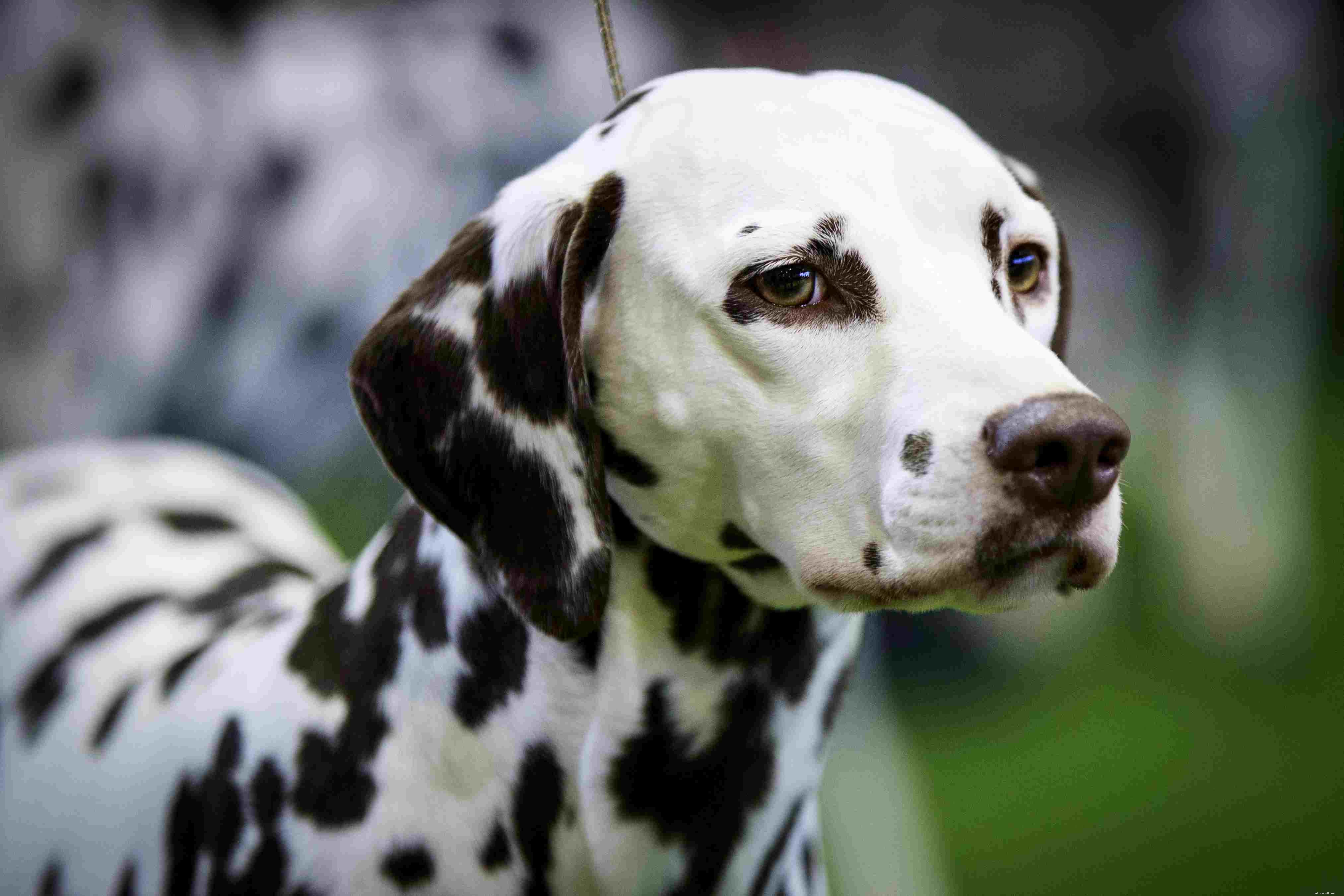 20 races populaires de chiens de taille moyenne
