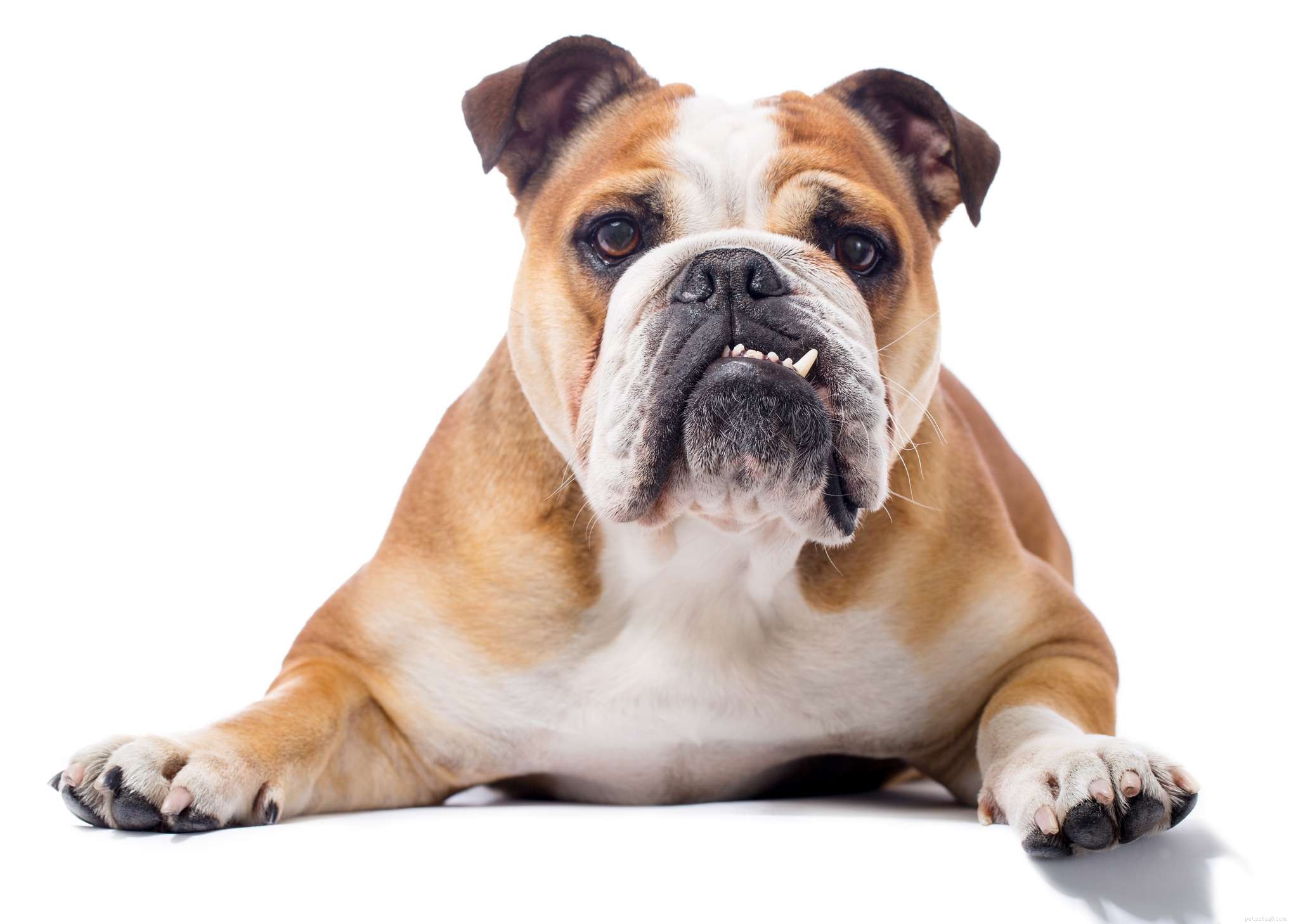 10 olika bulldograser att överväga