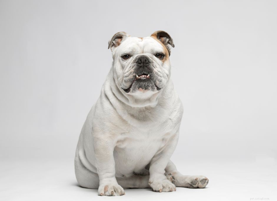 10 verschillende Bulldog-rassen om te overwegen
