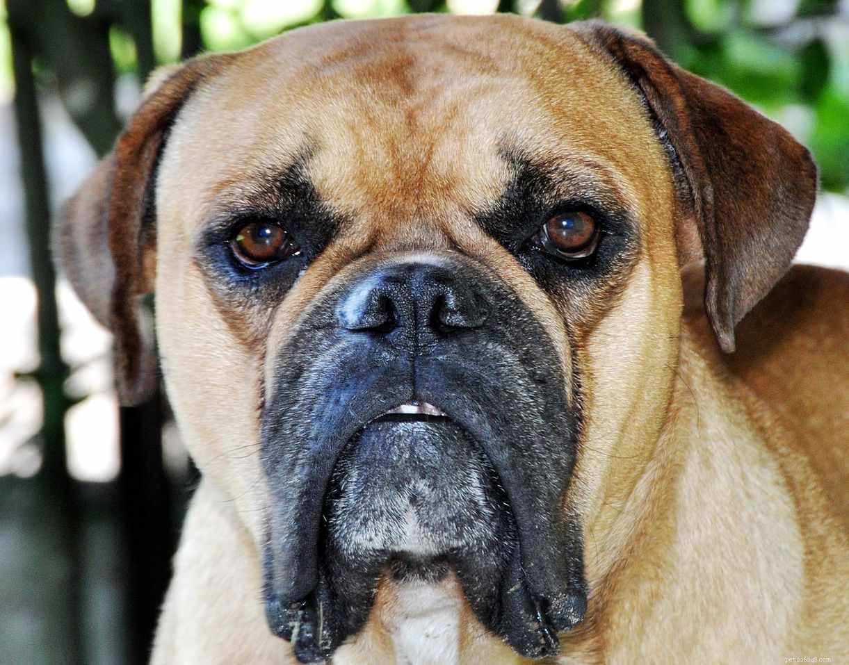 10 verschillende Bulldog-rassen om te overwegen