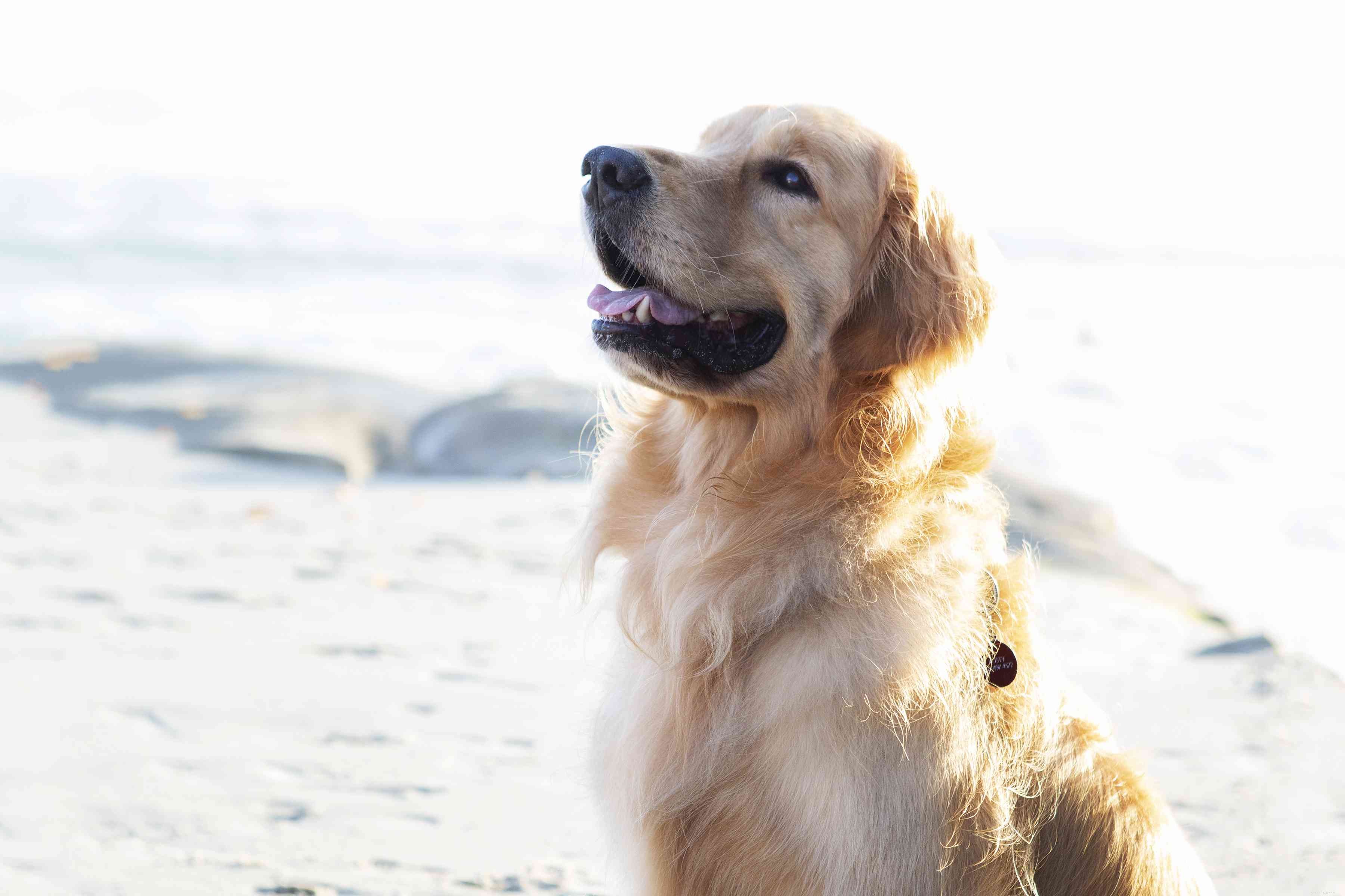 10 meilleures races de chiens pour l obéissance