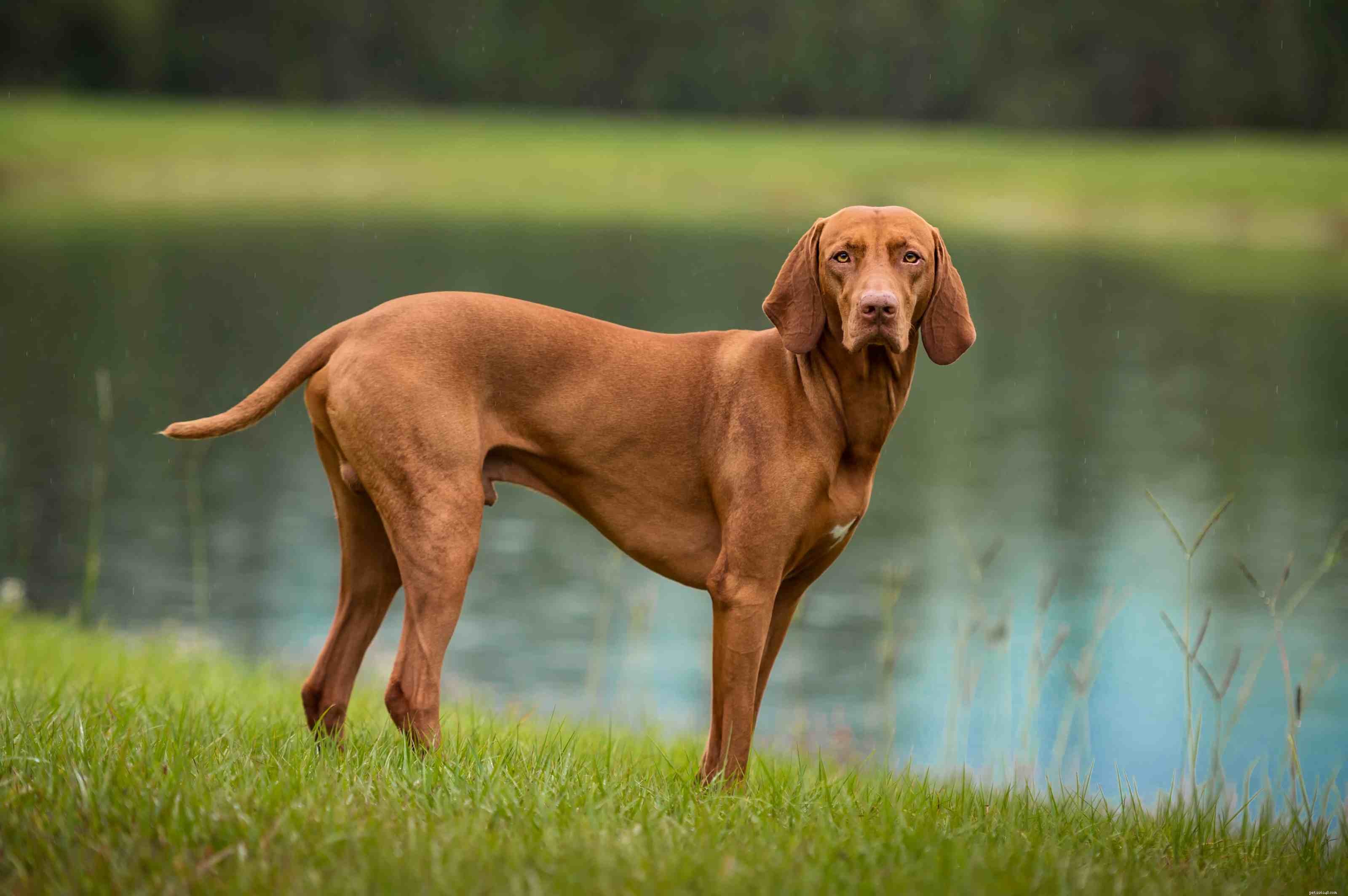 10 melhores raças de cães para obediência