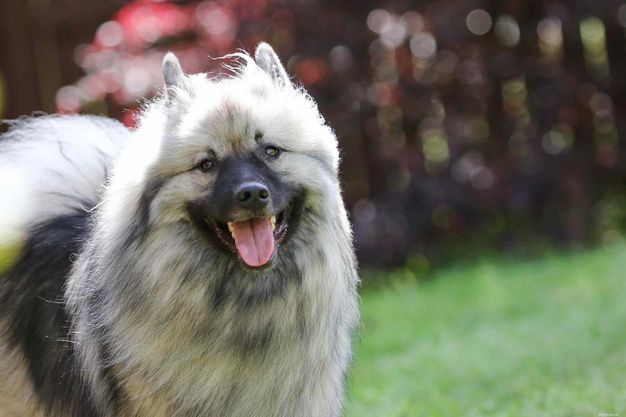 10 melhores raças de cães para obediência