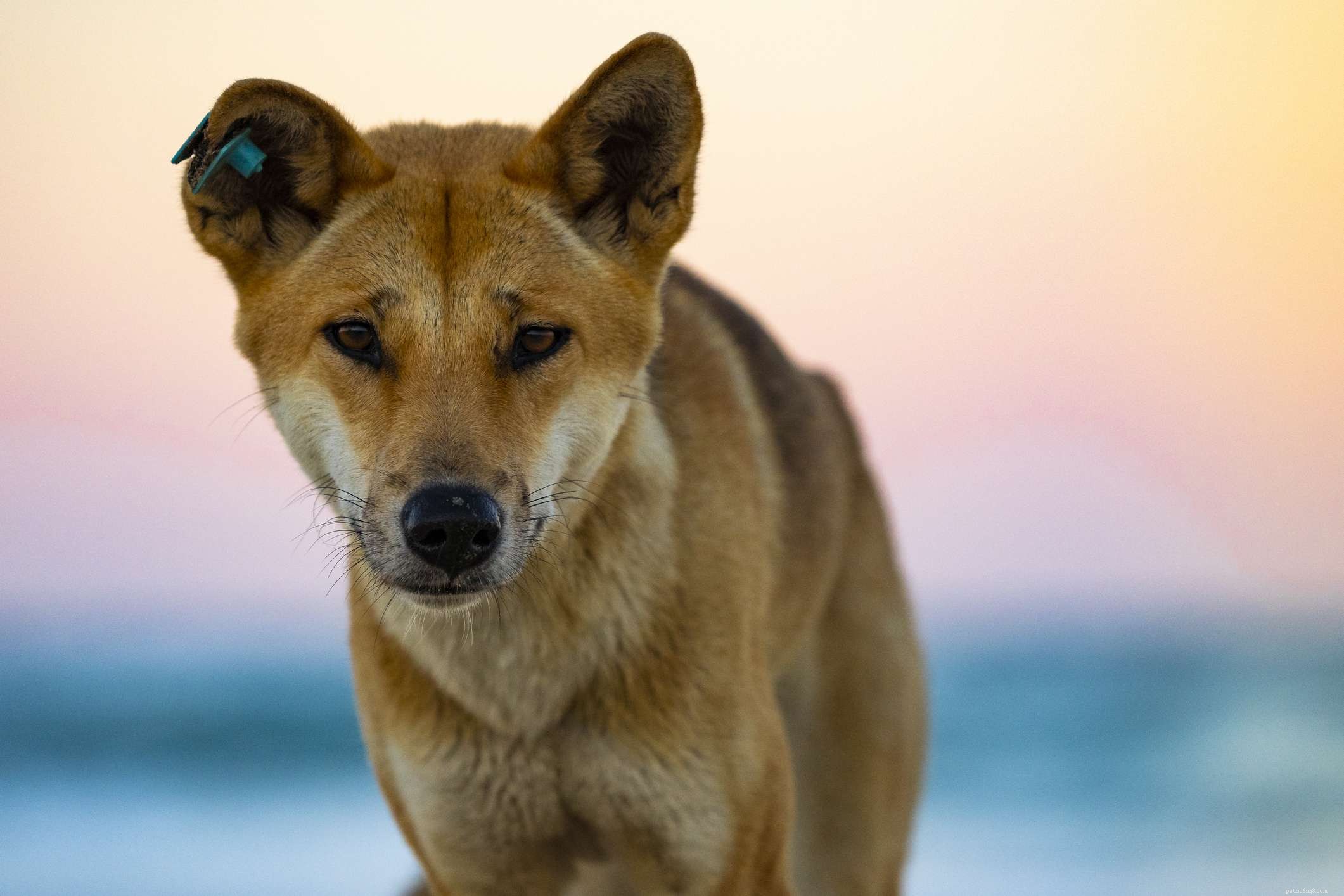 9 australiska hundraser för aficionados