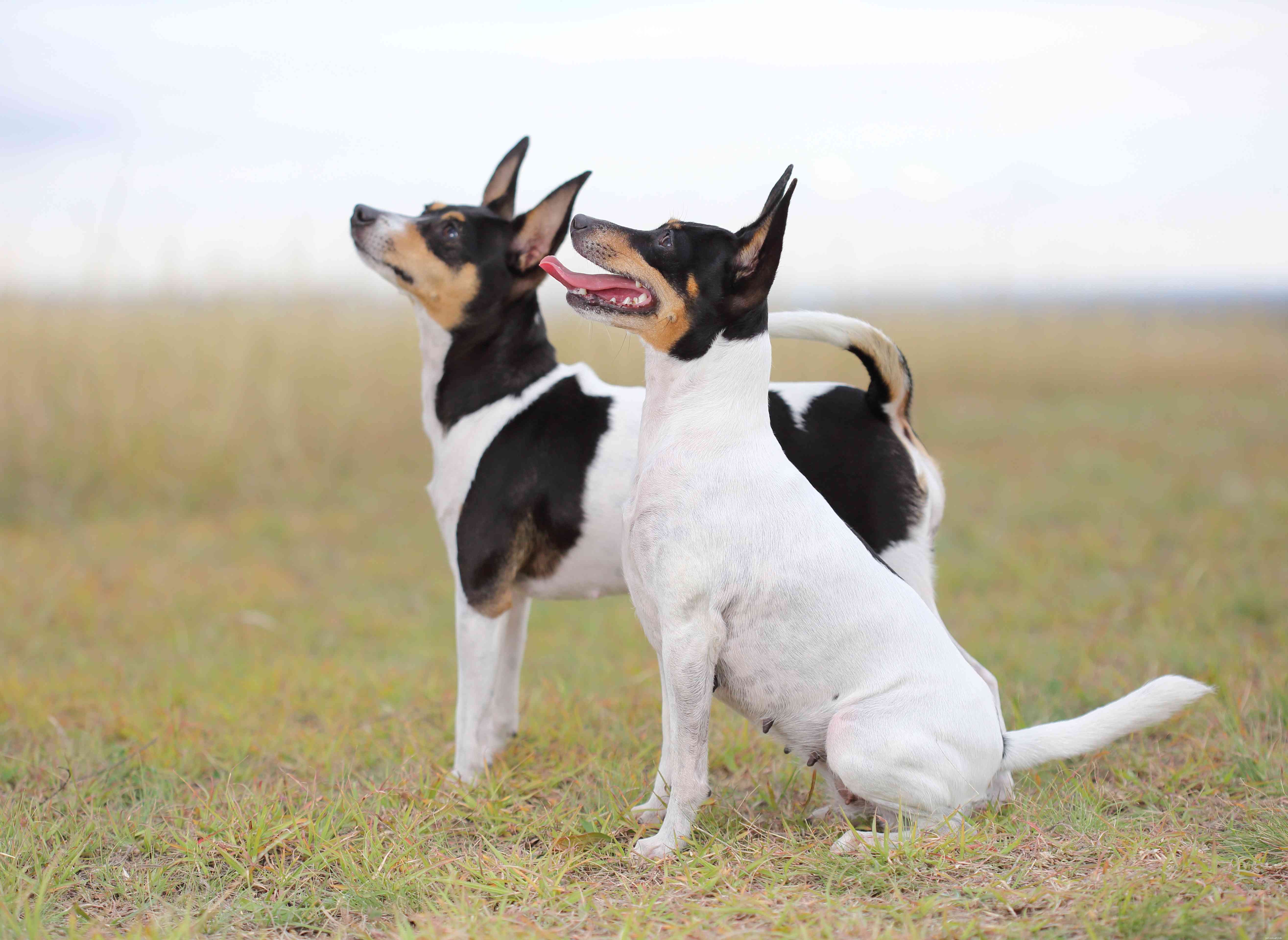 9 races de chiens australiens pour les aficionados