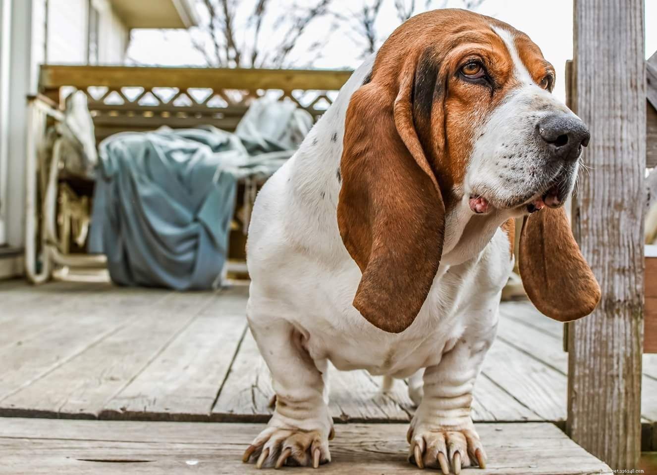 Les 10 pires races de chiens pour les personnes allergiques