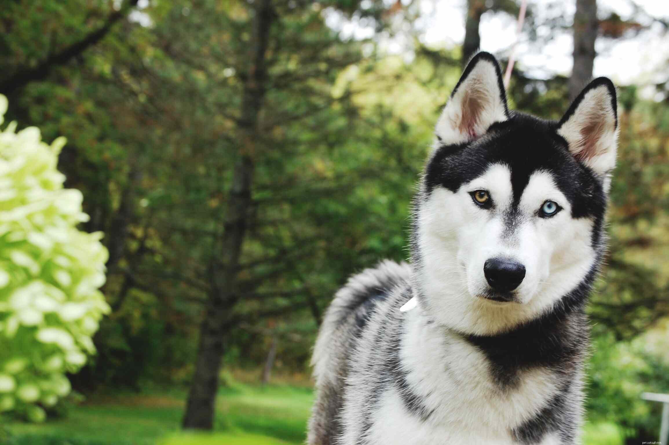 10 nejhorších psích plemen pro lidi s alergiemi