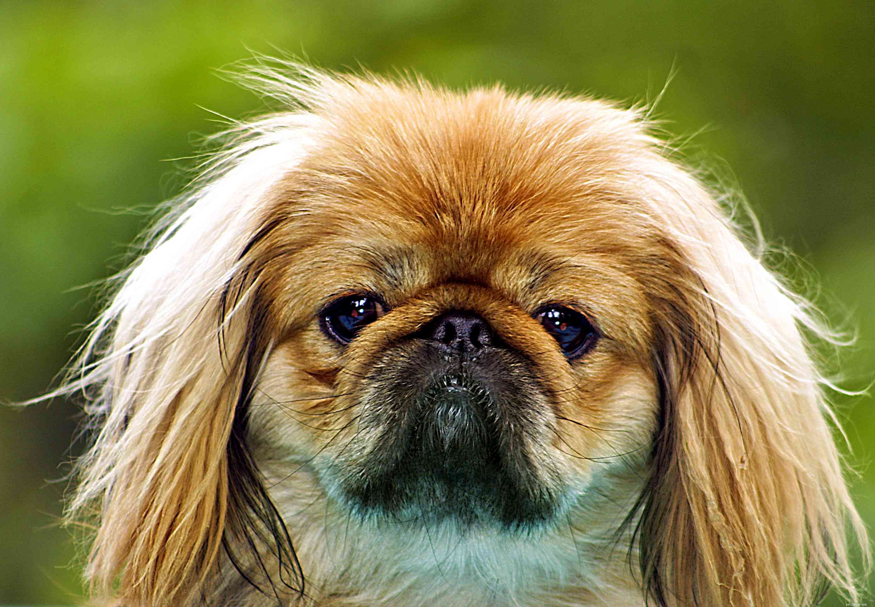 10 razze di cani peggiori per le persone allergiche