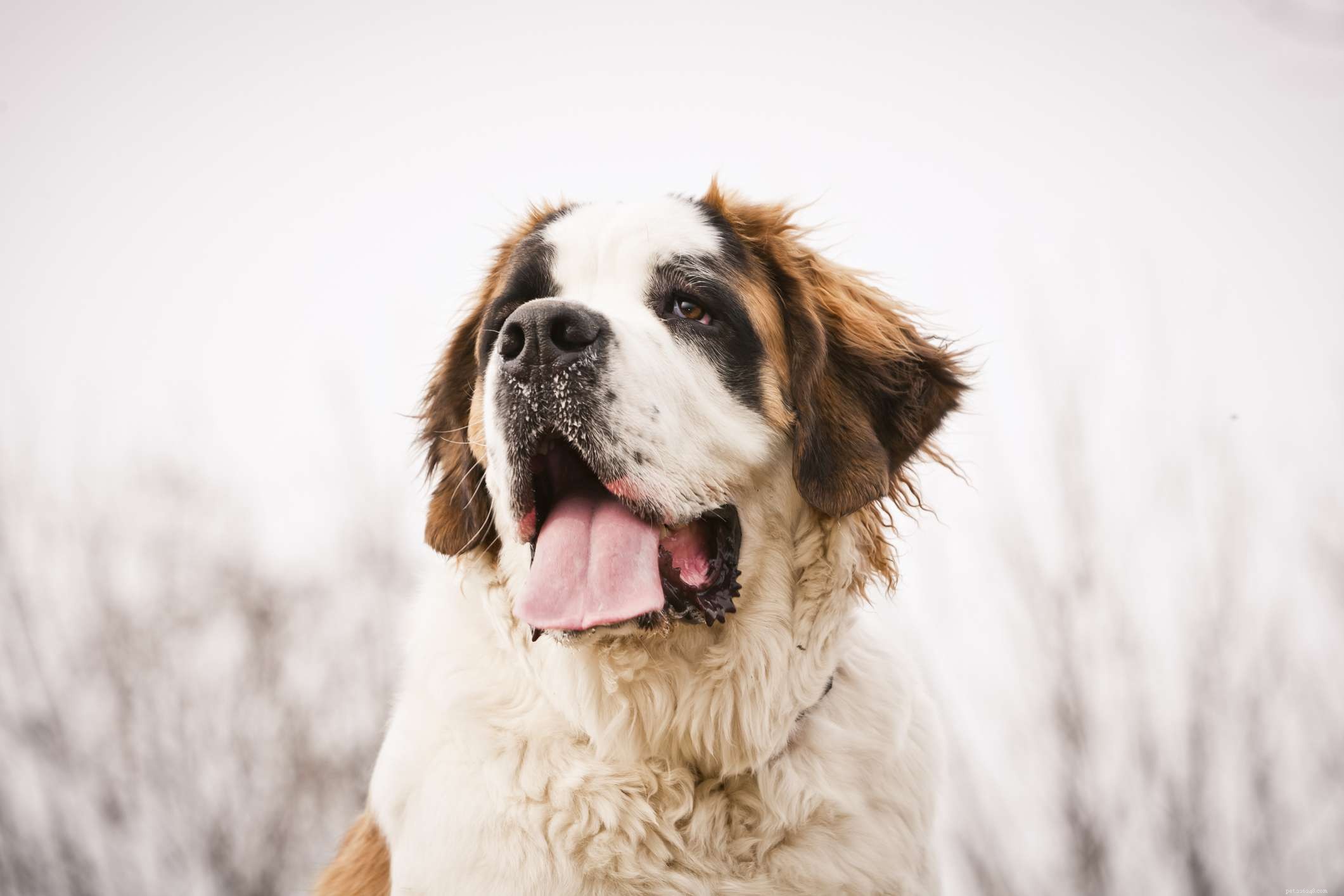 10 nejhorších psích plemen pro lidi s alergiemi