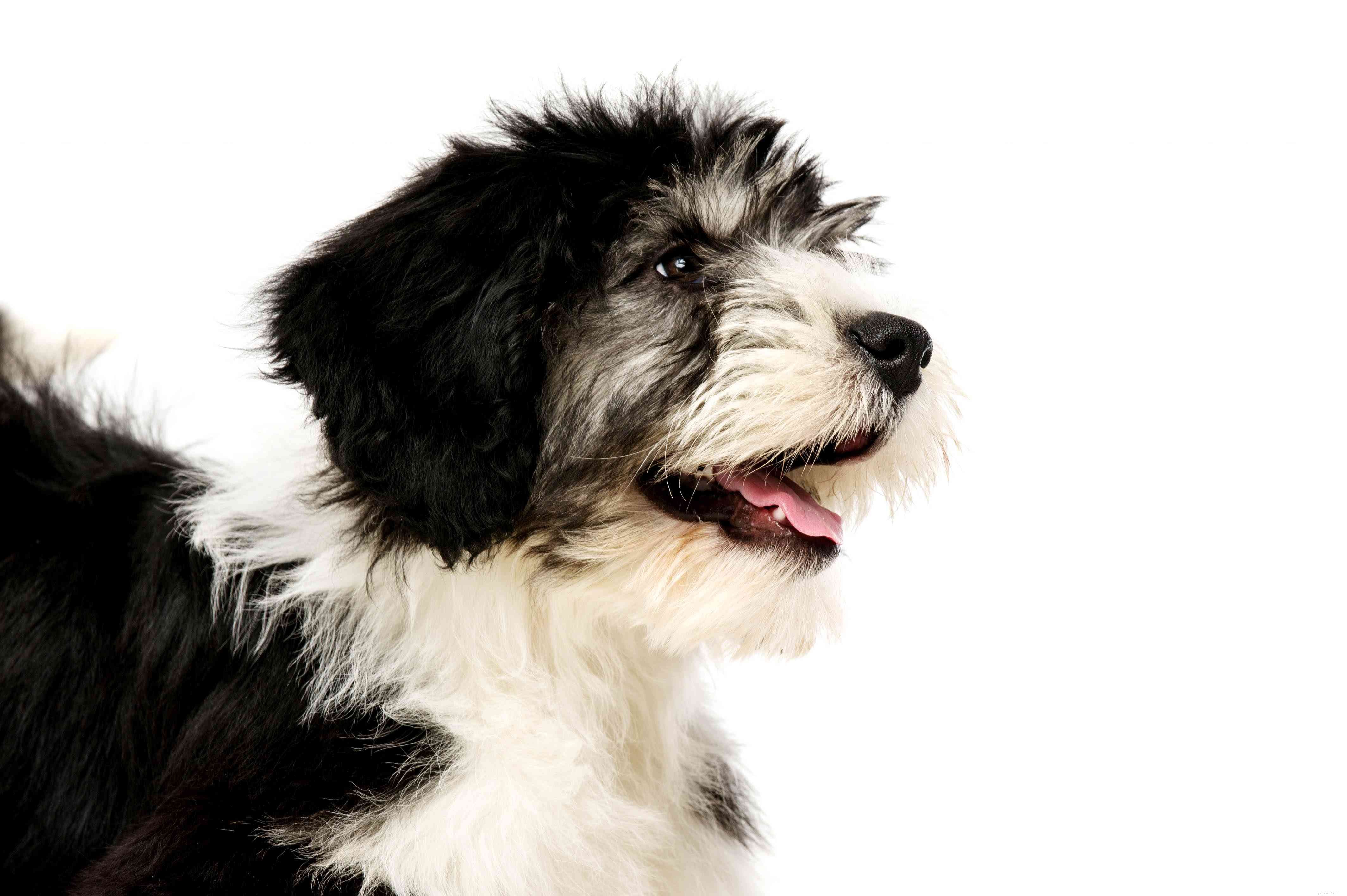 17 nejlepších plemen psů pro pasení hospodářských zvířat