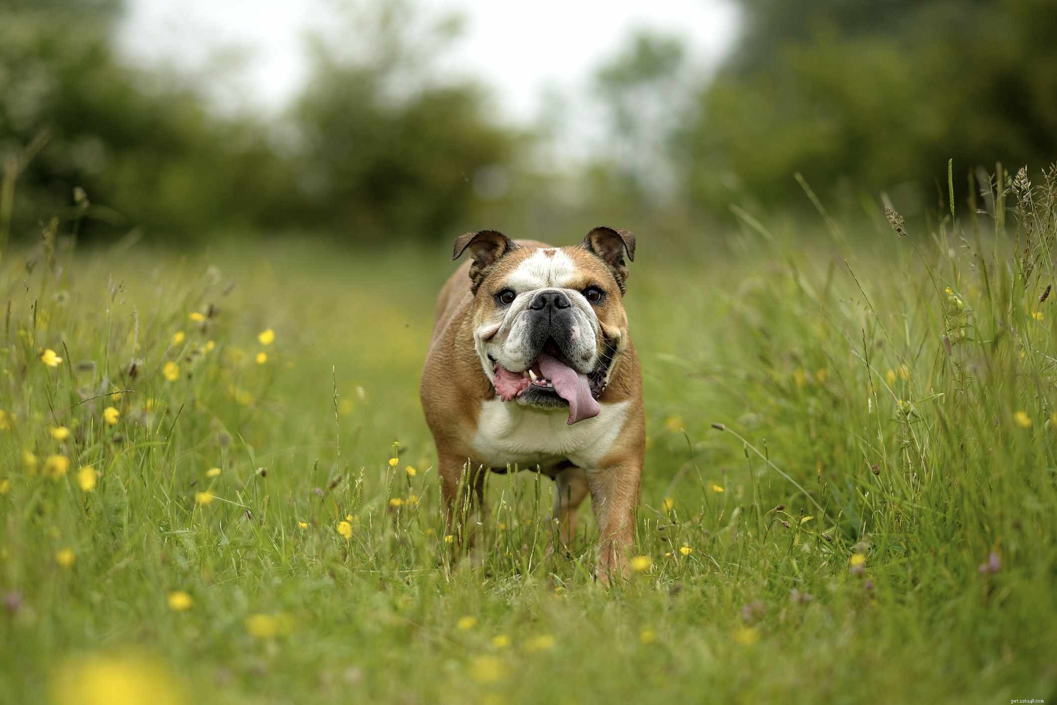 10 bedårande hundraser med rynkor