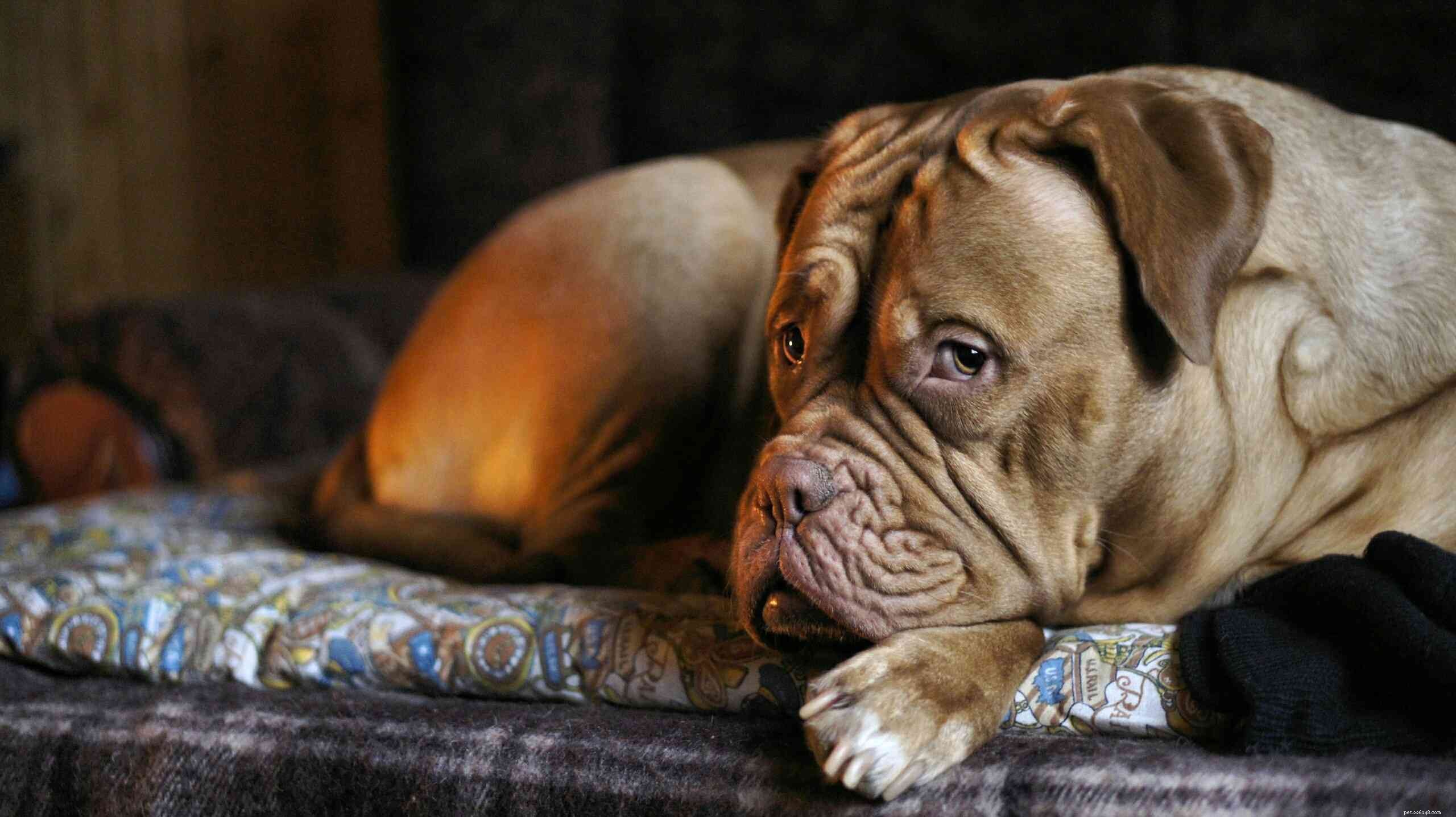 10 raças de cães adoráveis ​​com rugas