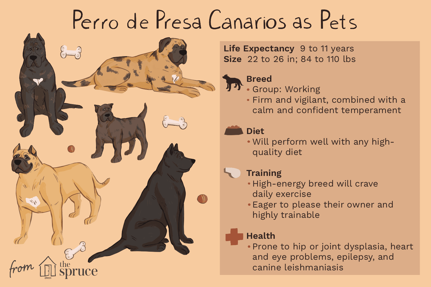 Перро де Преса Канарио:характеристики породы собак и уход за ними