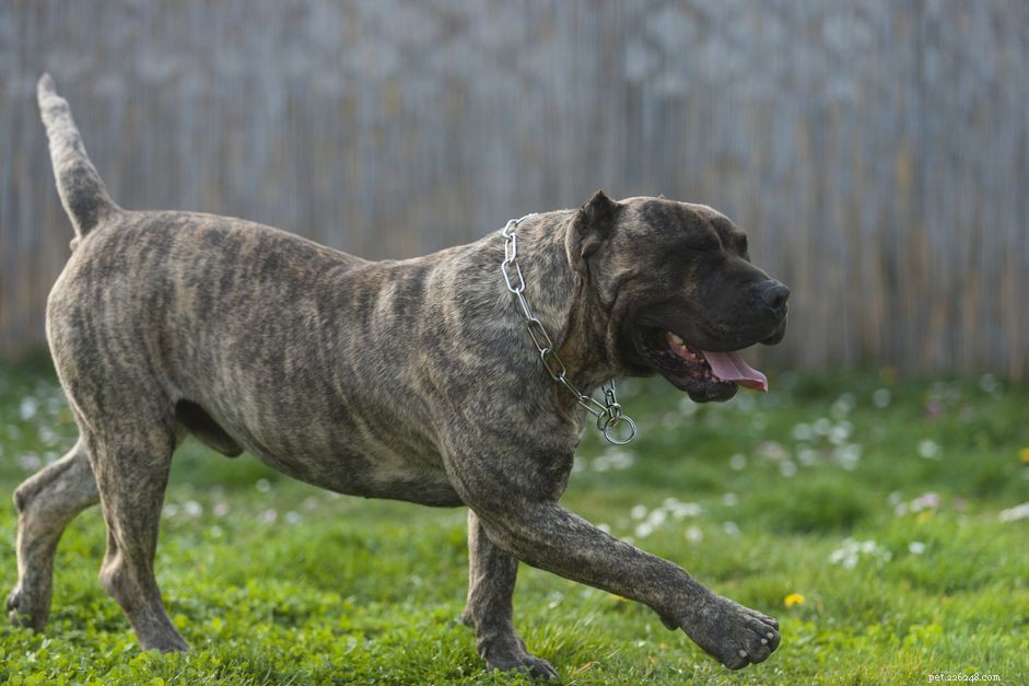 Perro de Presa Canario:características e cuidados da raça do cão