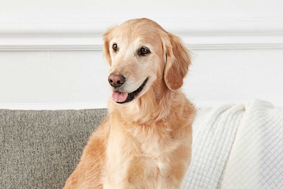 15 самых дружелюбных пород собак, которые любят людей 