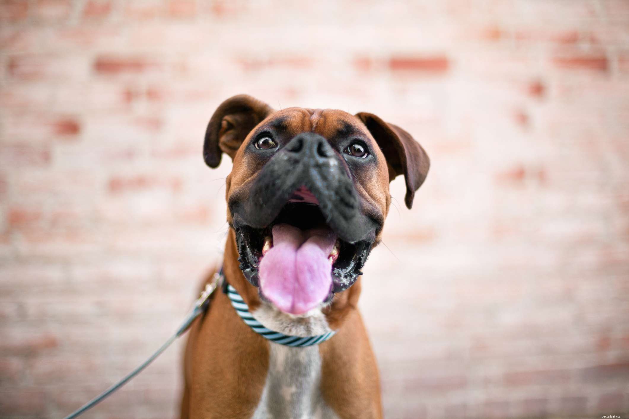 15 vänligaste hundraser som älskar människor 