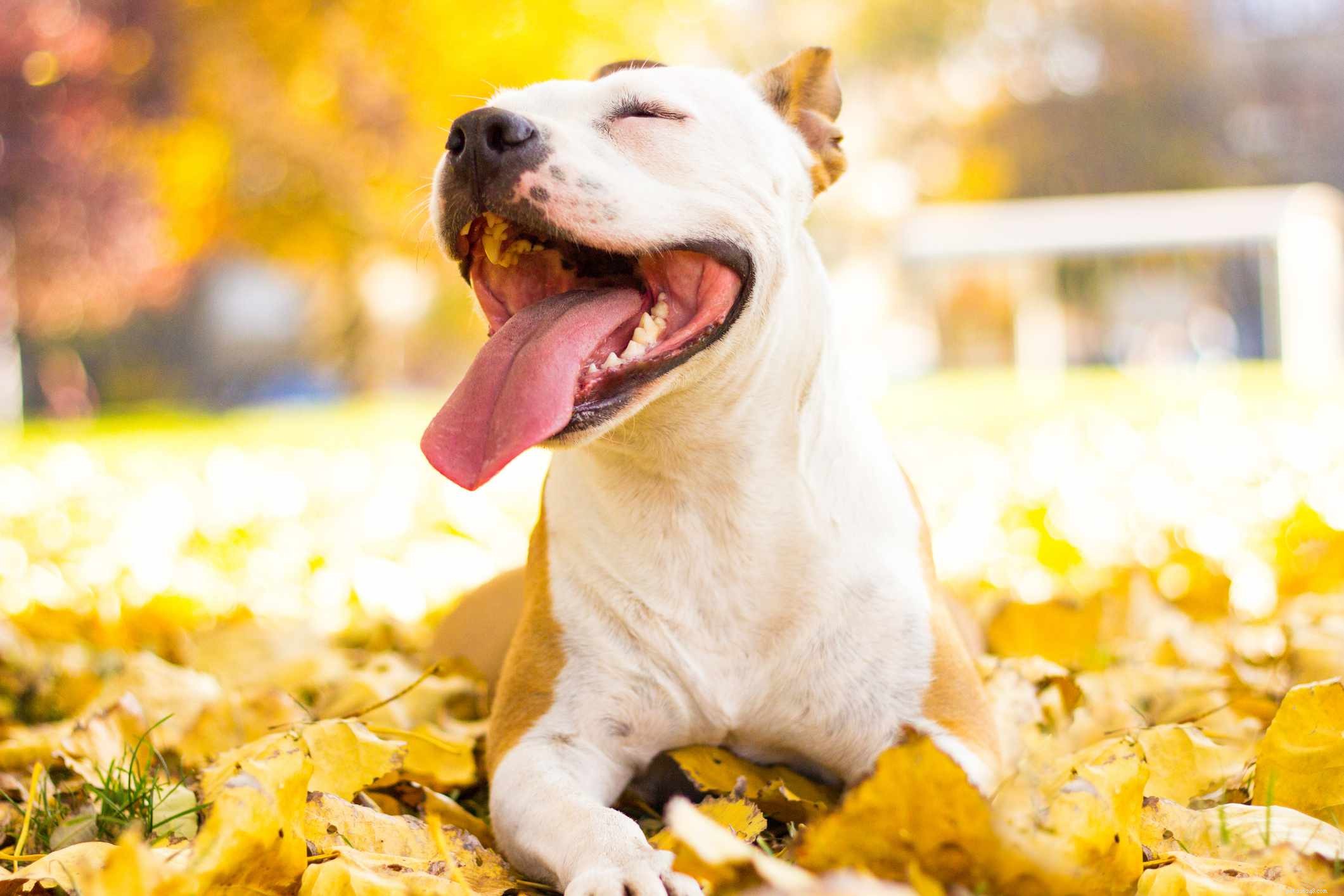 15 vriendelijkste hondenrassen die van mensen houden 