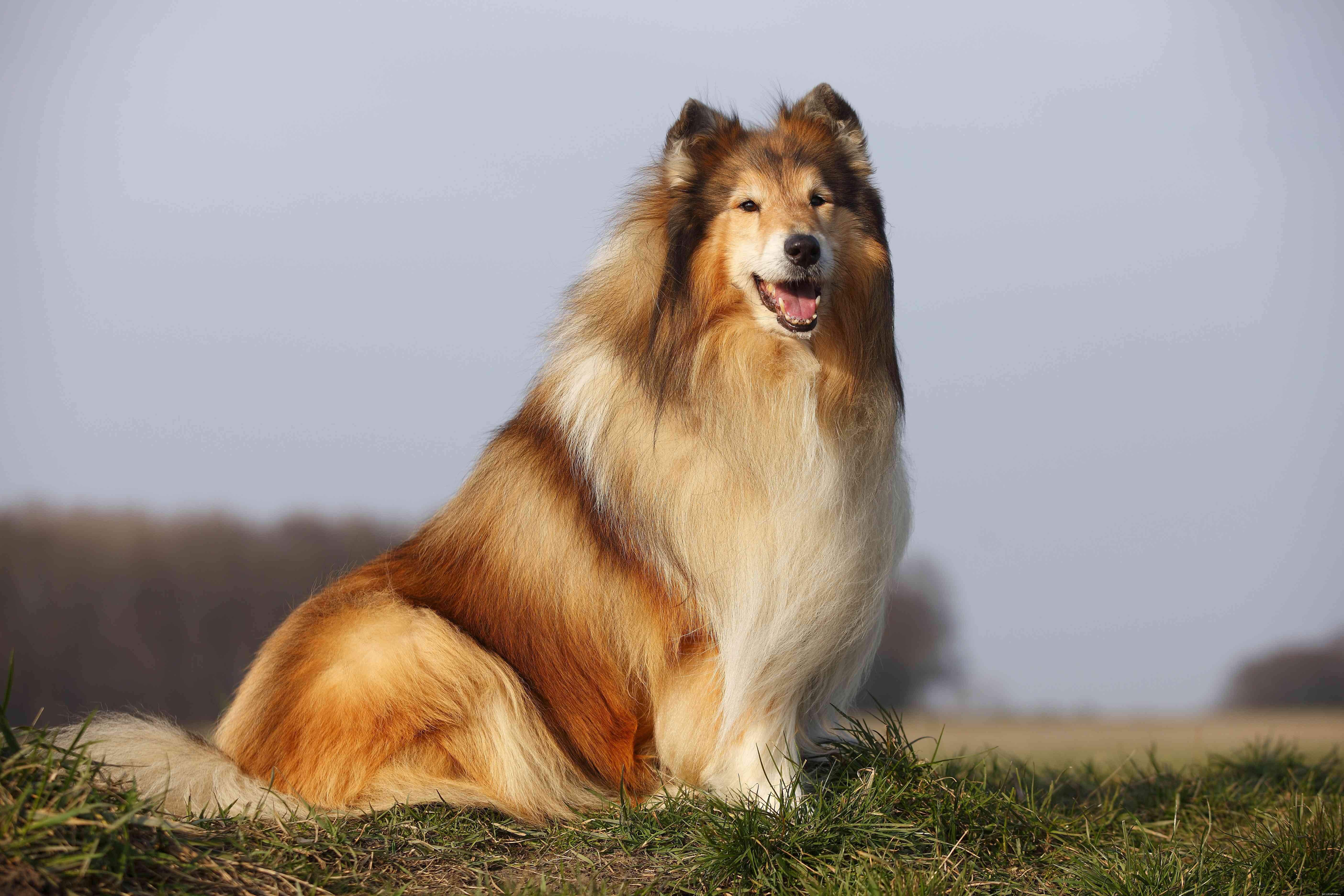 15 raças de cães mais amigáveis ​​que amam as pessoas 
