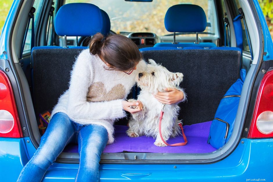 Come addestrare il tuo cucciolo per i viaggi in macchina