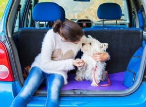 Как приучить щенка ездить на машине