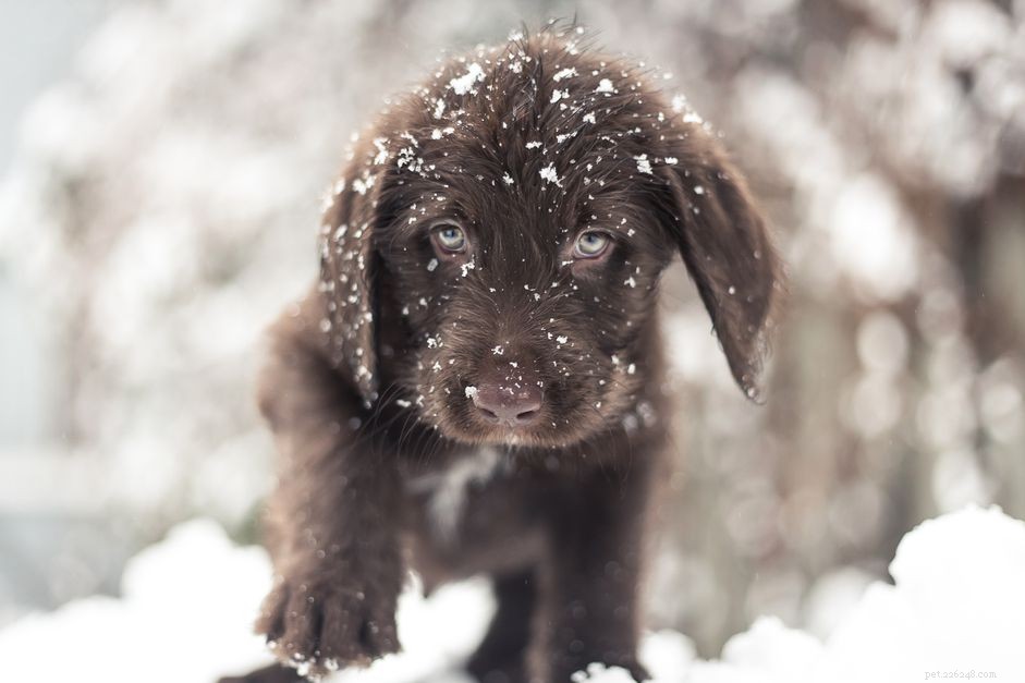 Hoe herken en behandel je hypothermie bij puppy s