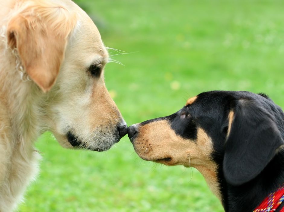 Comment déterminer la compatibilité d un deuxième chien