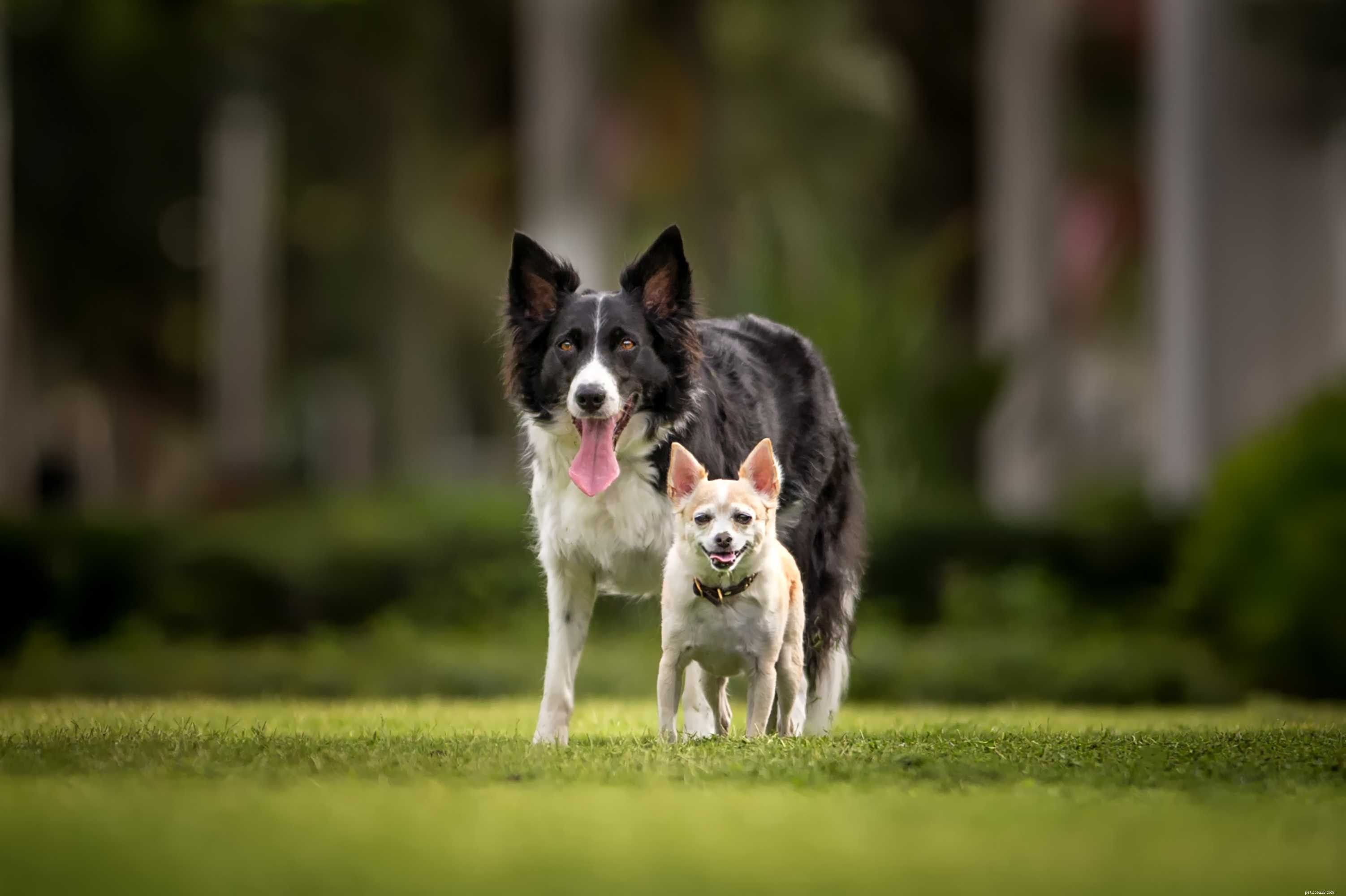 Como determinar a compatibilidade de um segundo cão