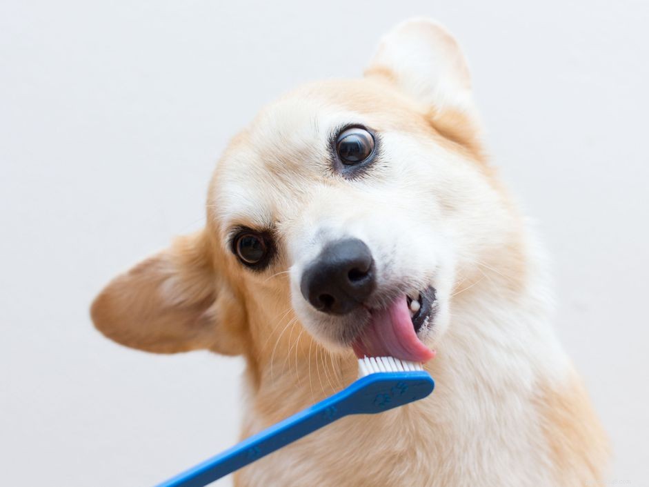 Como escovar os dentes dos cachorros