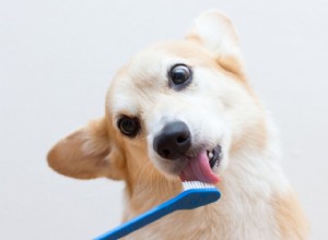 子犬の歯を磨く方法 
