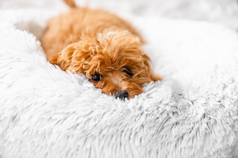 Hur man behandlar sömnlöshet hos din hund