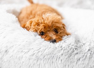 あなたの犬の不眠症を治療する方法 