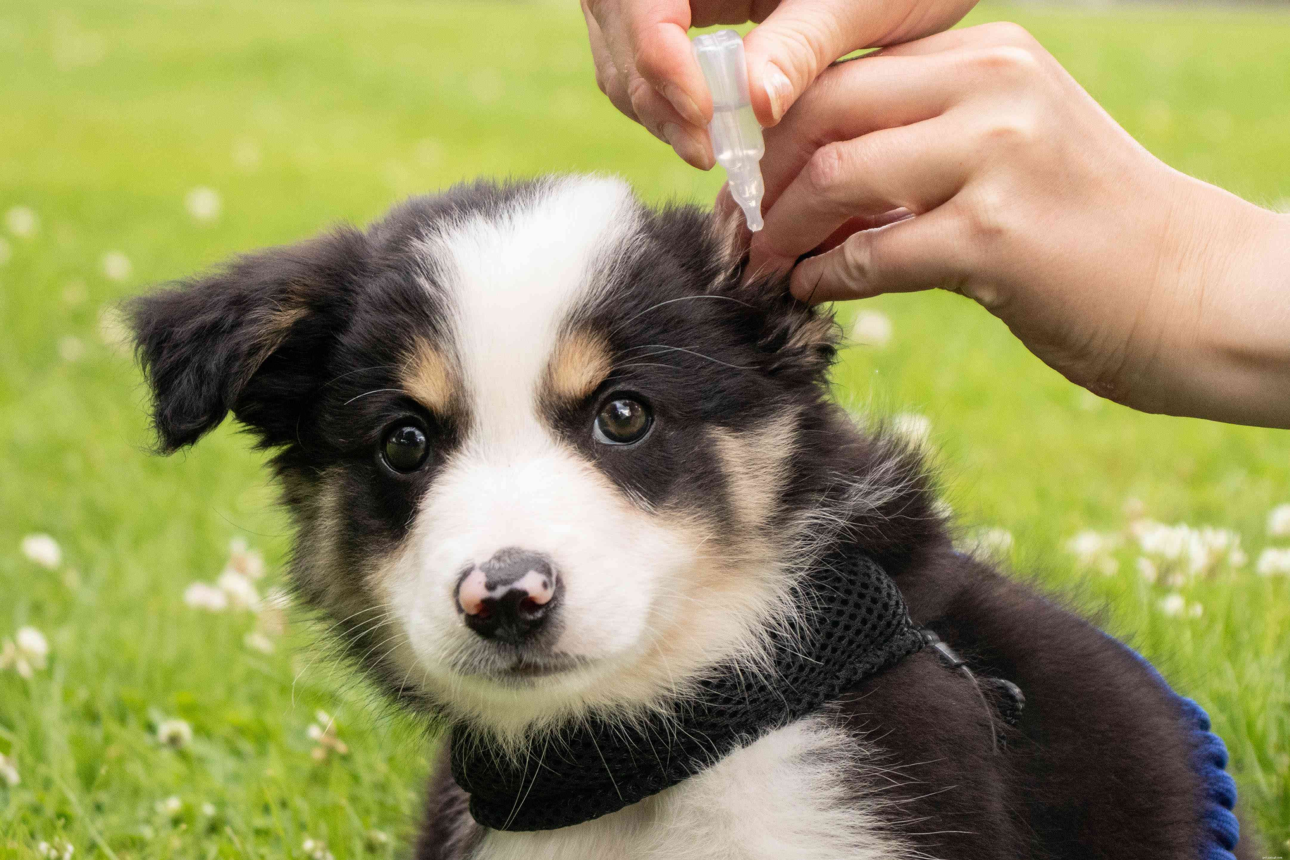 子犬の耳ダニの自然療法 