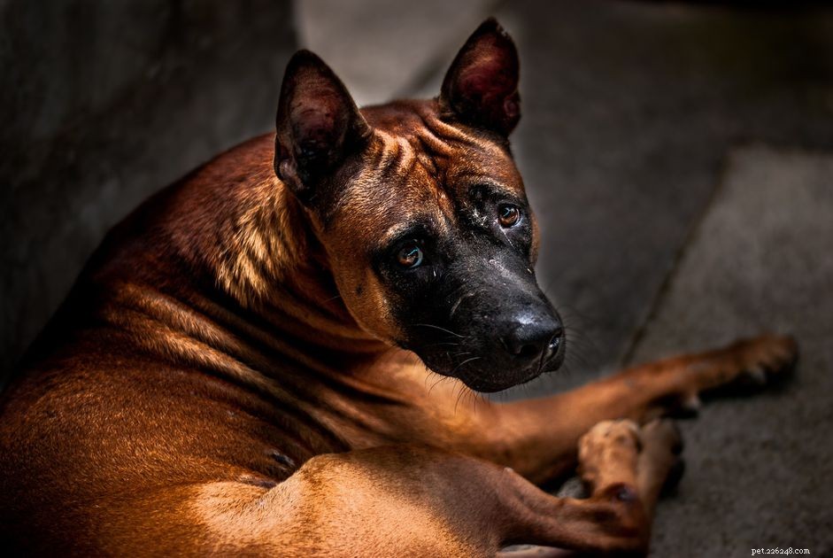 Lär dig hur du förhindrar rädslaggression hos hundar