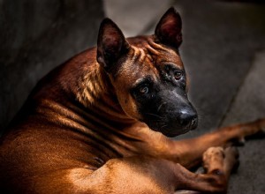 Saiba como prevenir a agressão por medo em cães