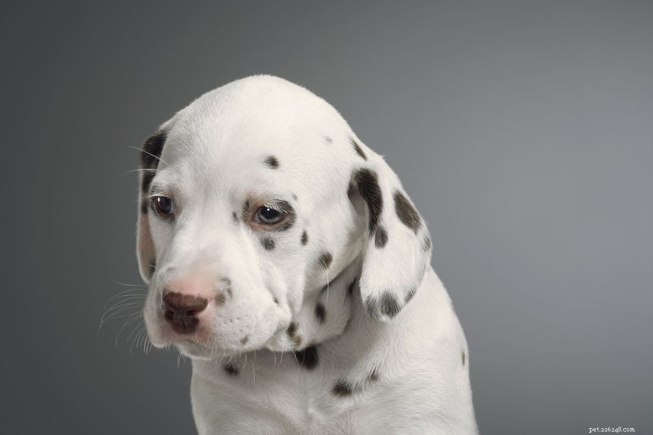 聴覚障害のある子犬と犬の訓練 