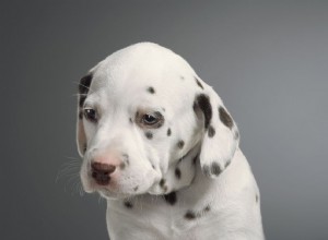 Treinando cachorros e cachorros surdos