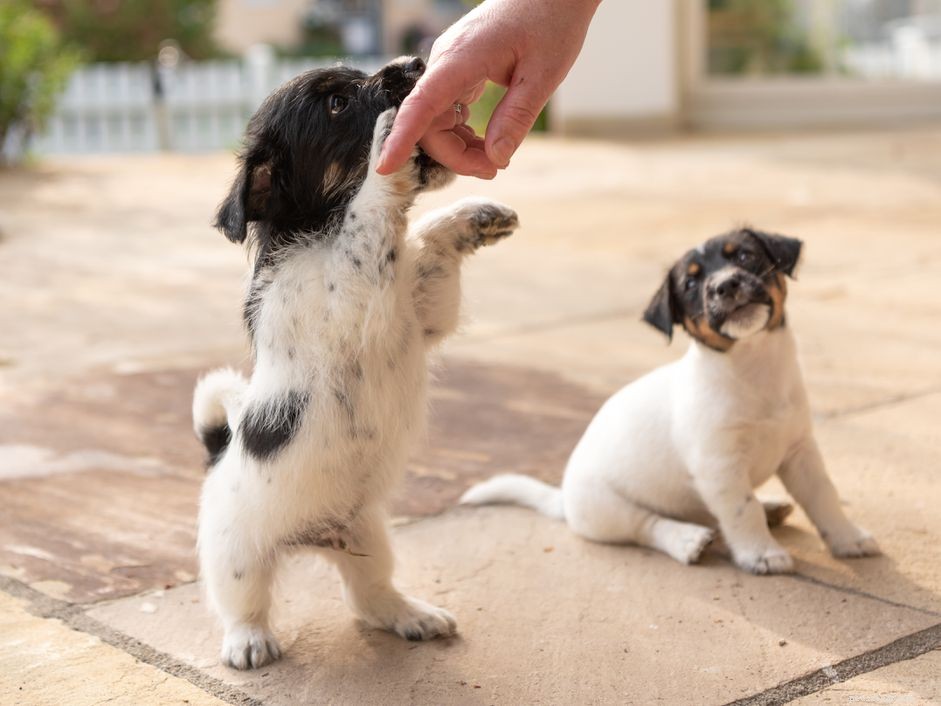 咬傷を抑制するように犬を訓練する方法 