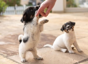 Jak vycvičit svého psa, aby měl zábranu proti kousání