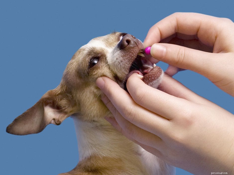5 manieren om uw puppy tabletten te geven