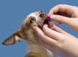 5 maneiras de dar comprimidos ao seu cachorro