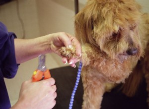 Como cortar as unhas do seu cachorro