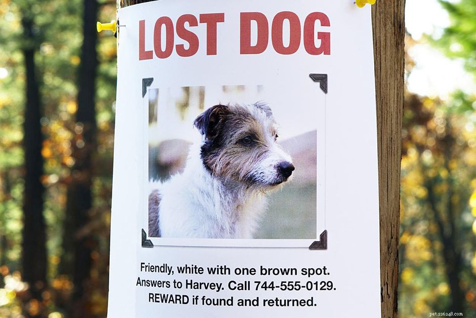 Een verloren puppy vinden