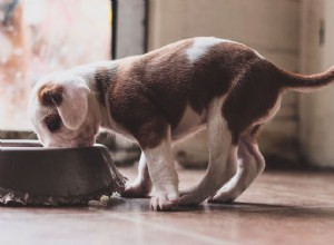 개 사료의 칼로리는 얼마입니까?