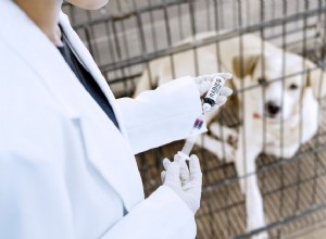 私のペットは毎年狂犬病の予防接種を受ける必要がありますか？ 