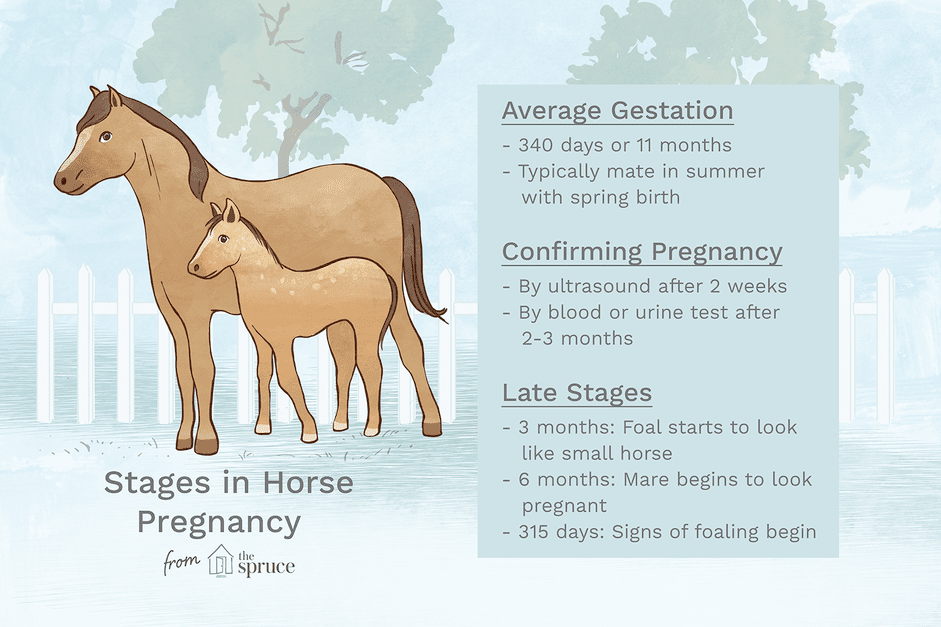 Symptomen en zwangerschapsstadia bij paarden