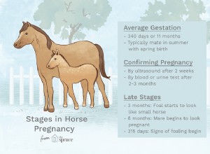 馬の妊娠の症状と段階 
