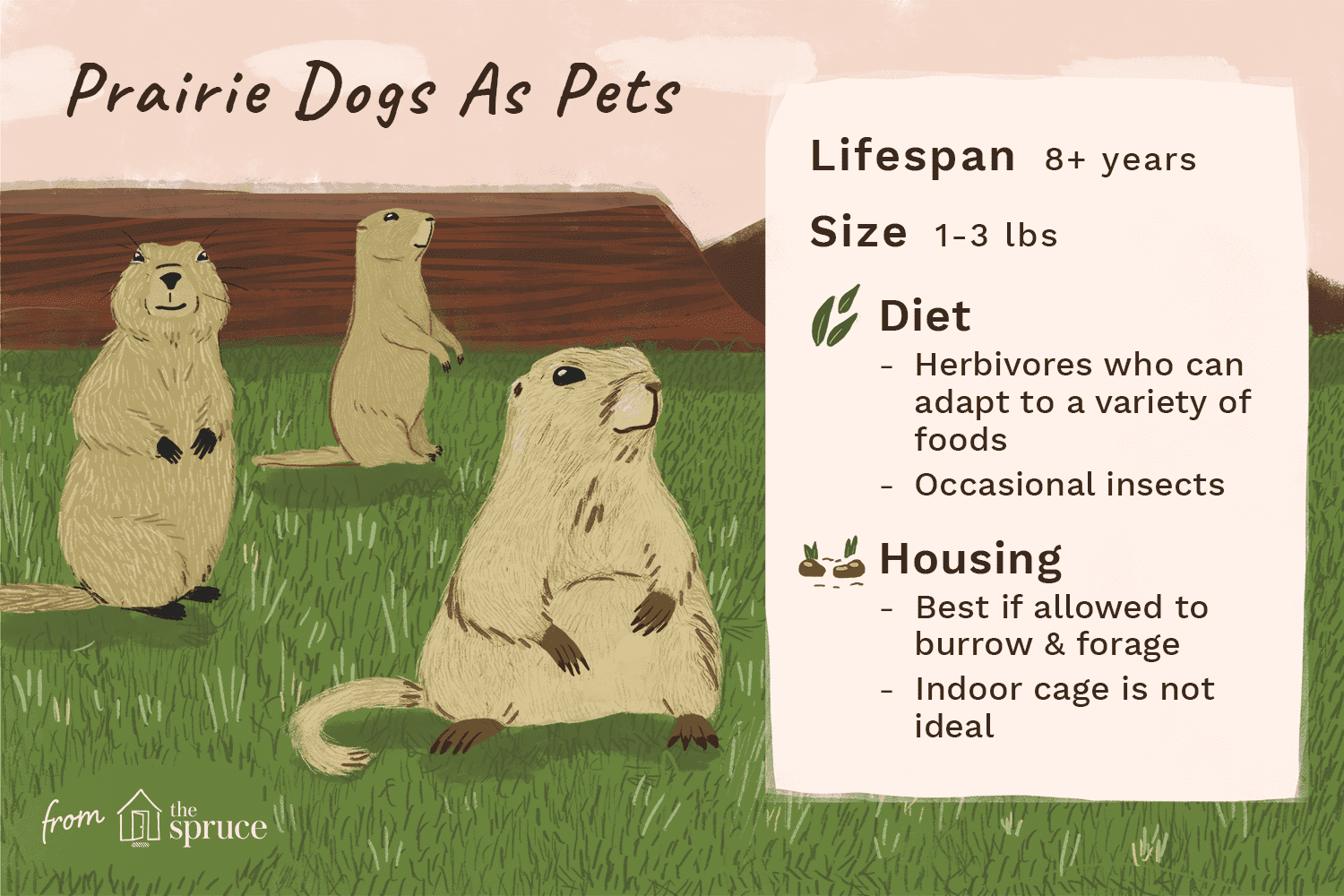 Você deve manter um cão da pradaria como animal de estimação?